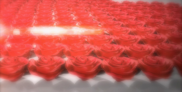 heart of roses videohive free download after effects templates